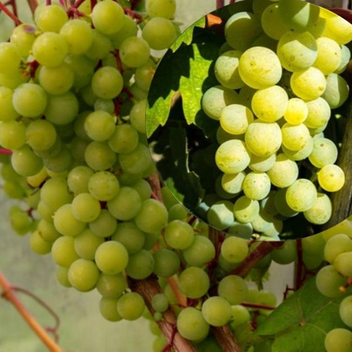 Vitis vinifera 'Supaga' - Harilik viinapuu 'Supaga' C4/4L